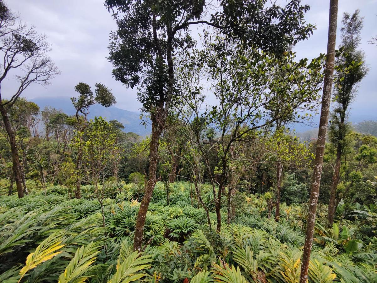 Munnar Home Stay Teadrops Plantation Villa Экстерьер фото
