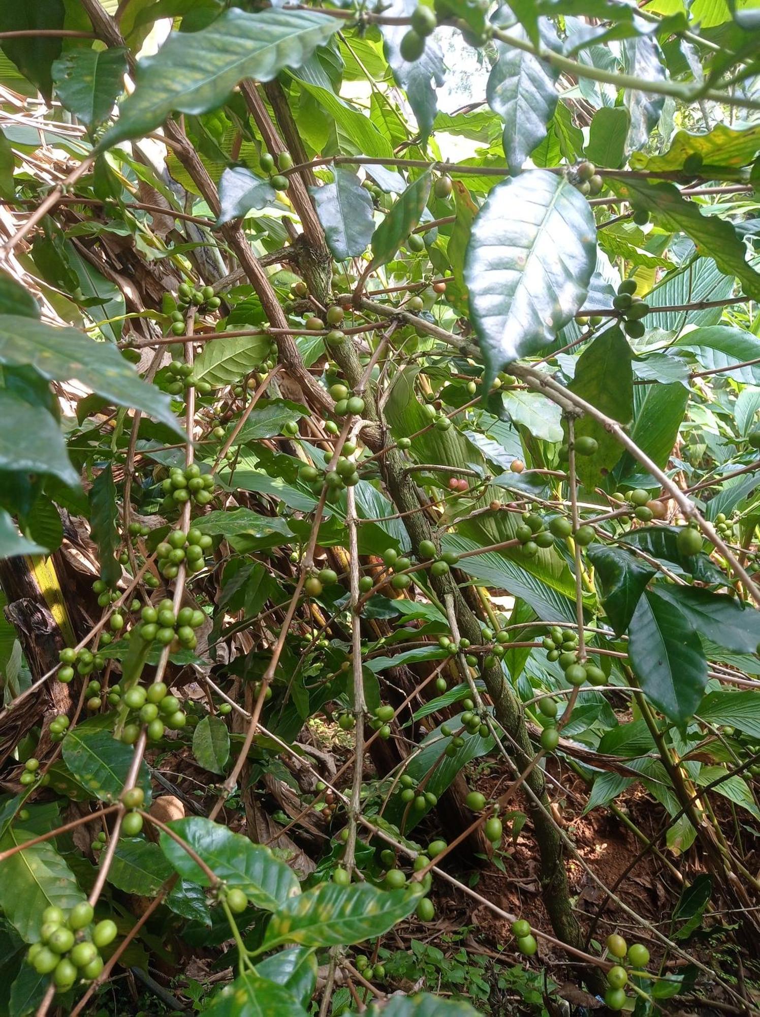 Munnar Home Stay Teadrops Plantation Villa Экстерьер фото