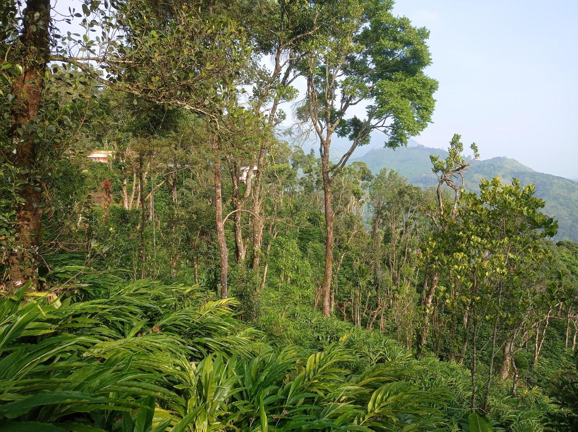 Munnar Home Stay Teadrops Plantation Villa Экстерьер фото