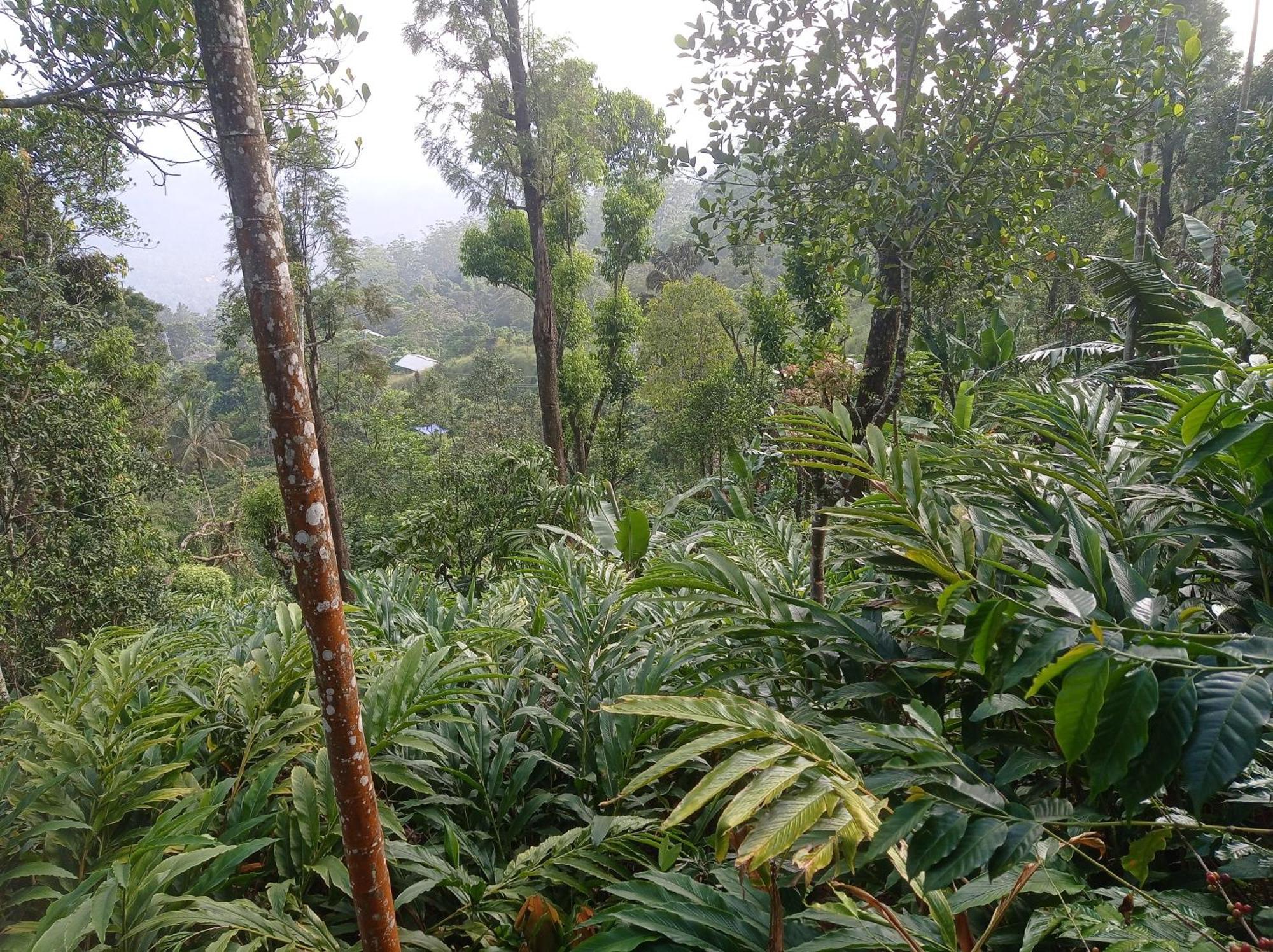 Munnar Home Stay Teadrops Plantation Villa Экстерьер фото
