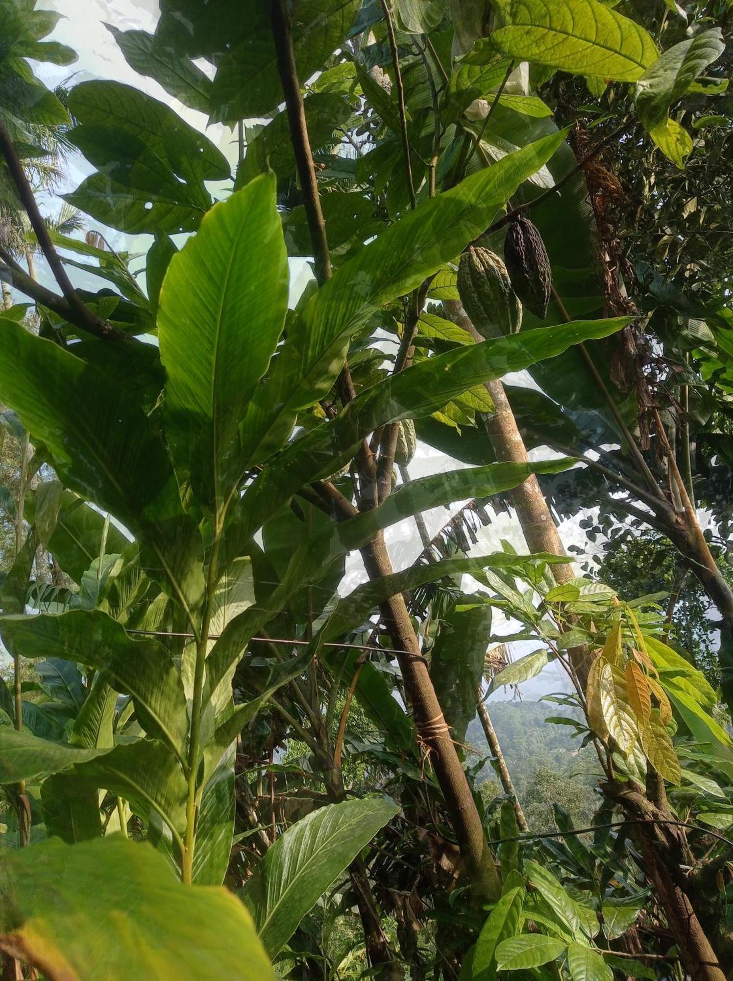 Munnar Home Stay Teadrops Plantation Villa Экстерьер фото