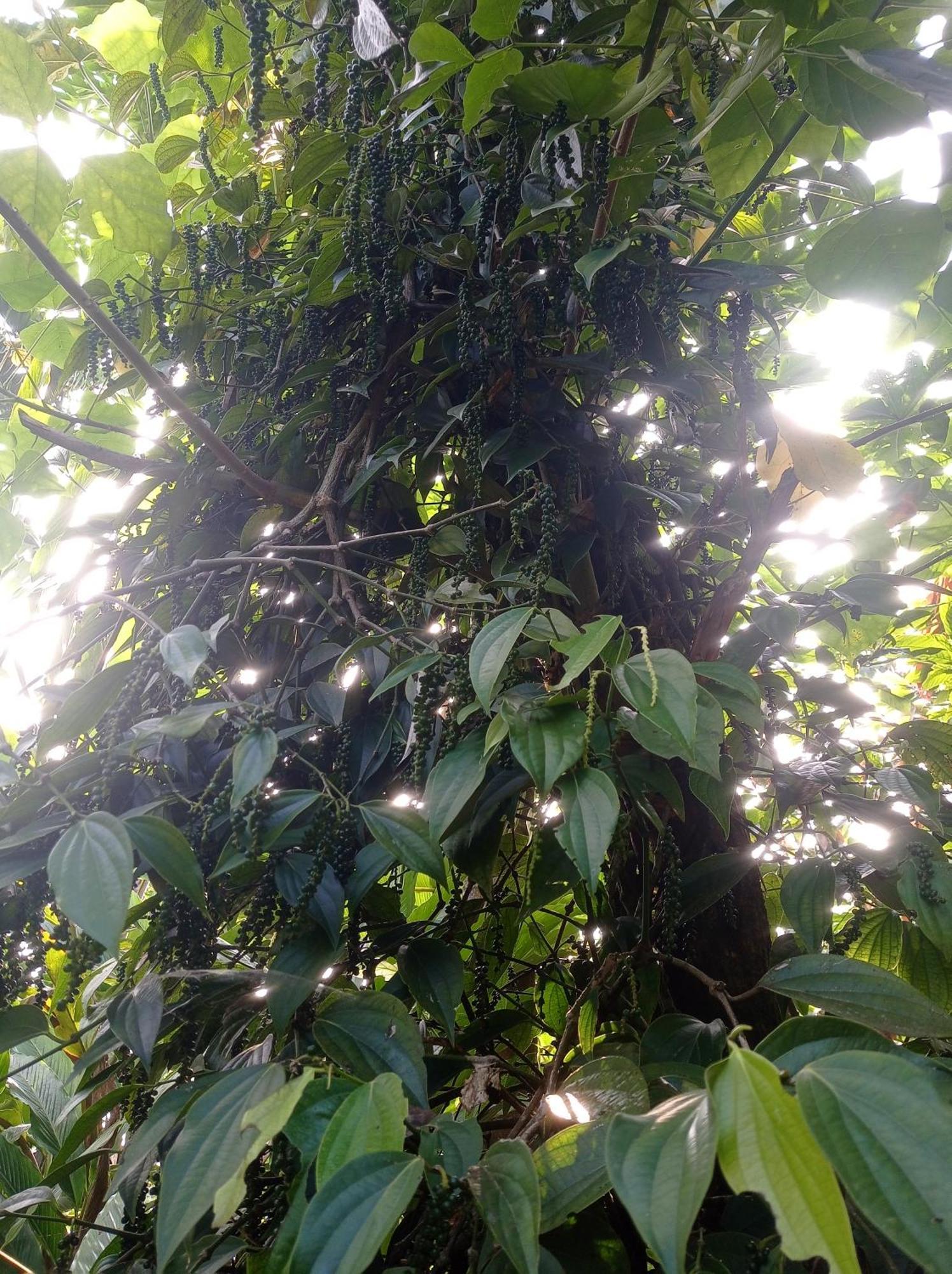 Munnar Home Stay Teadrops Plantation Villa Экстерьер фото