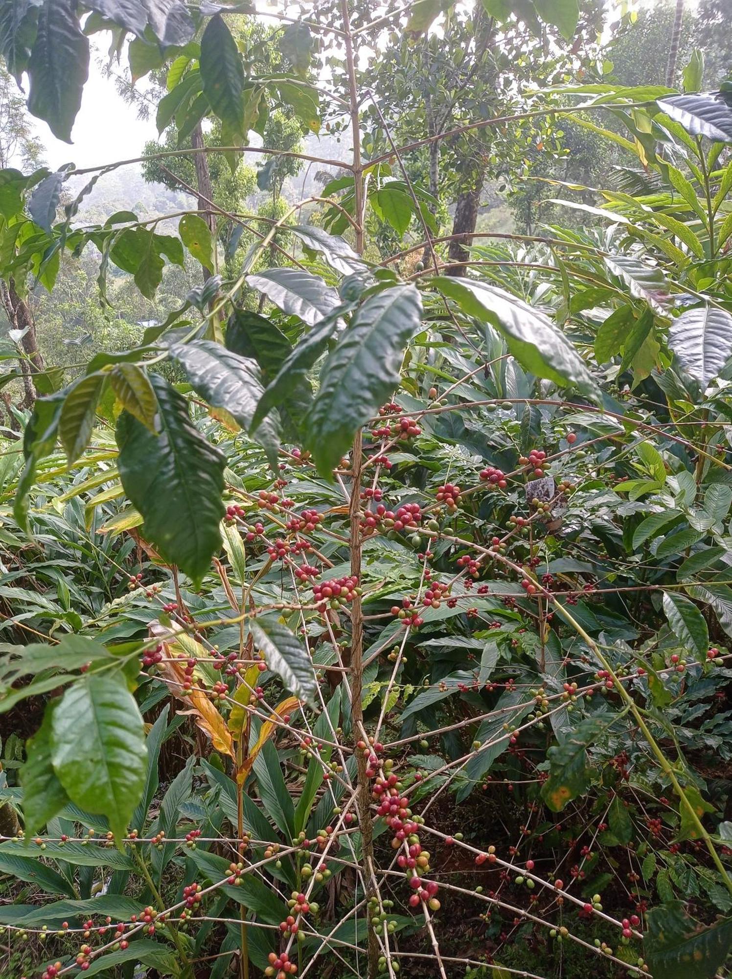Munnar Home Stay Teadrops Plantation Villa Экстерьер фото