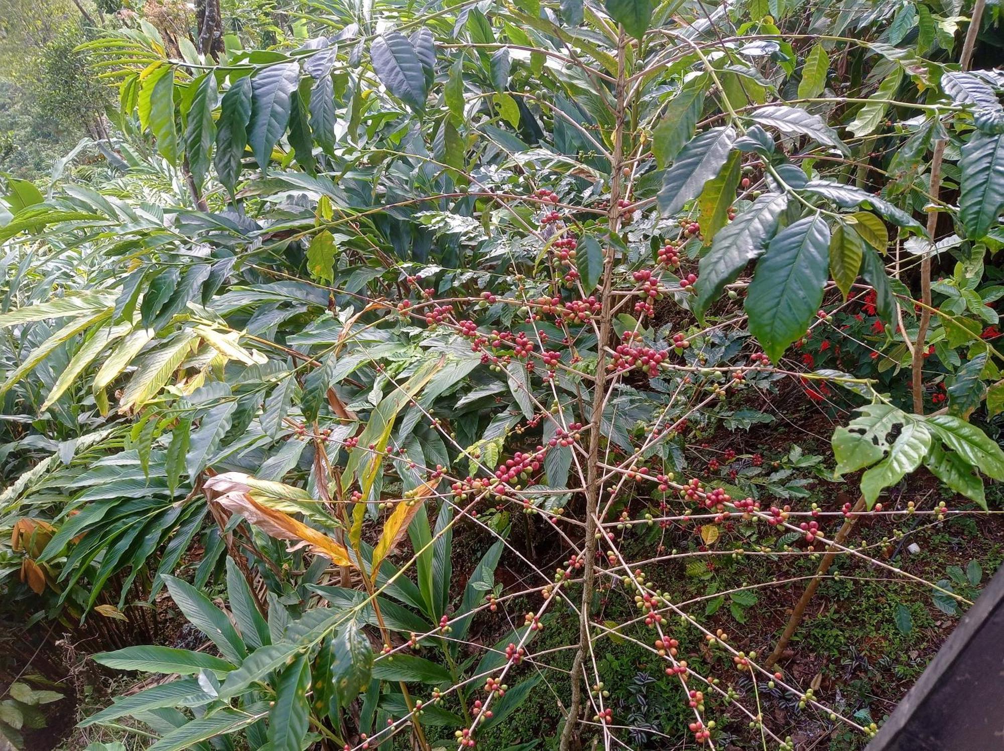 Munnar Home Stay Teadrops Plantation Villa Экстерьер фото